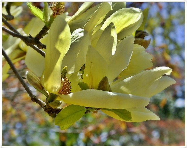 Żółte magnolie