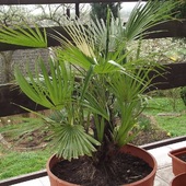 30letnia palma, wyhodowana z nasionka