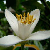 cytruskowy kwiatuszek