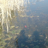 czerwona rybka u mnie nad stawem