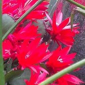 Czerwony kaktusik wielkanocny