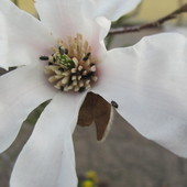 dzicy lokatorzy na magnolii
