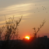 Dzisiejszy zachód słońca i wrony wracające do gniazd