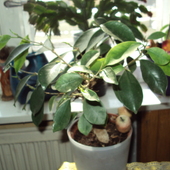 Ficus retusa (bonsai)