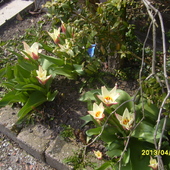 Fotke zrobilam 1.04 przed domem sasiadki  sama bylam zaskoczona kwitnacymi tulipanami