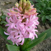 Hiacynt, Hiacynty - Hyacinthus