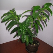 Hoya Multiflora W Ca