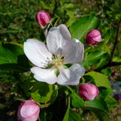 Jabłoń wiosennie :)
