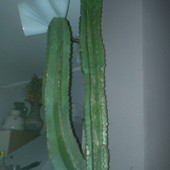 Kaktus-ma Już 14 La