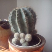 kaktus-odmiany nie znam