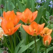 kwitna tulipany