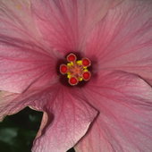 Kwitnący Hibiskus w kolorze różu.