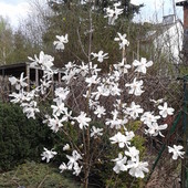 Magnolia    japońska kobus
