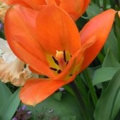 moje tulipany