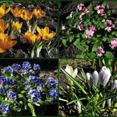 Pierwsze kolory tej wiosny :-)