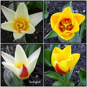 Pierwsze tulipany w moim ogrodzie.
