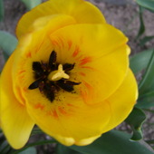 pierwszy tulipek :)