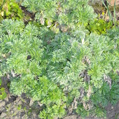piołun (Artemisia absinthium )