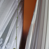pnie się po nitce(włóczce)zielonej  ( ceropegia sandersoni-hibrid)