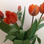 Poświąteczne tulipany