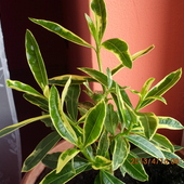 Pstrokaty oleander.