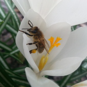 Pszczoła W Krokusie
