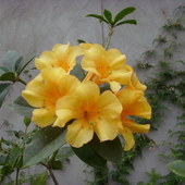 Rhododendron Anatta Gold