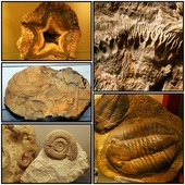 Skamieniałości w Muzeum Mineralogicznym