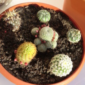 Spotkanie kaktusików :)