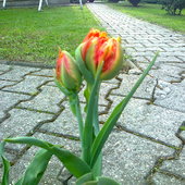 tulipan bliźniak