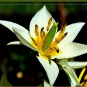 Tulipan botaniczny, odmiana 