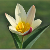 Tulipan botaniczny