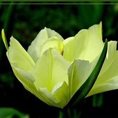 tulipan na wieczór
