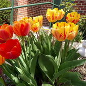 tulipany dopiero teraz zakwitły