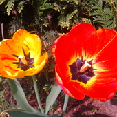 Tulipany rozkwitły
