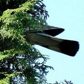 UFO za drzewem?