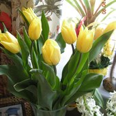 Urodzinowe tulipany