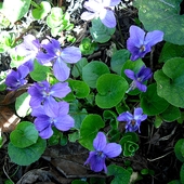 Viola silvwestri