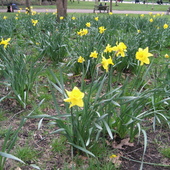 Wiosna W Hyde Parku 
