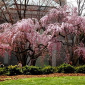 wiosna w Waszyngtonie 2013