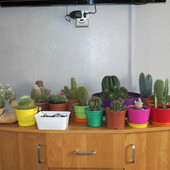Wszystkie kaktusy