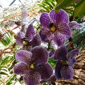 Z wystawy orchidei 2013 - Mainau...