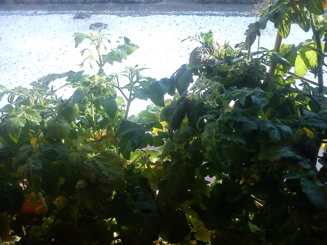 A to jeszcze z poprzedniej zimy..za oknem śnieg a w domu pomidorki rosną:)