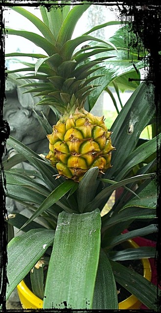 Ananasek