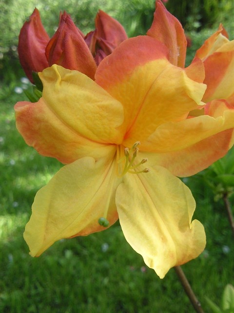 Azalia wielkokwiatowa odm. 'Sunte Nectarine'