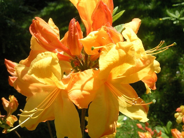 Azalia wielkokwiatowa odm. 'Sunte Nectarine'