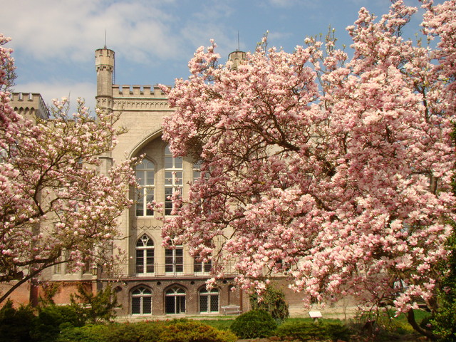 historyczne magnolie