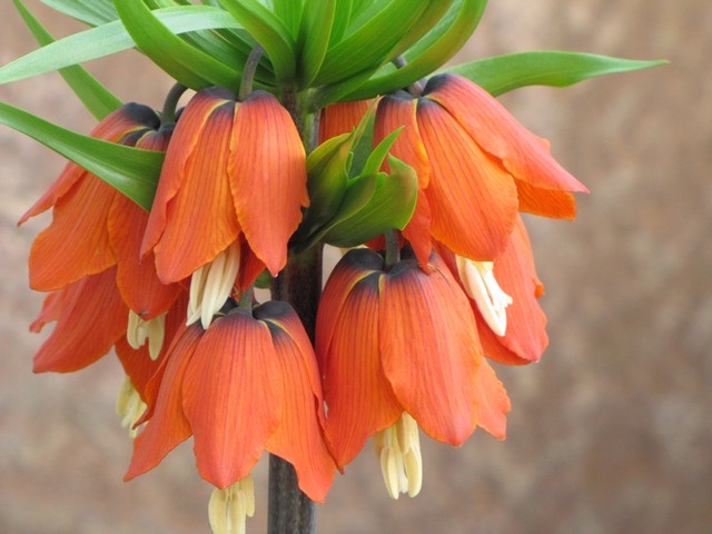 kwiaty cesarskiej korony