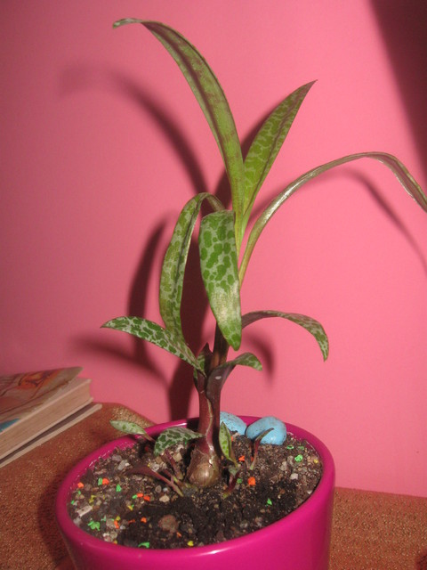 Ledebouria Socialis (Scilia pauciflora)