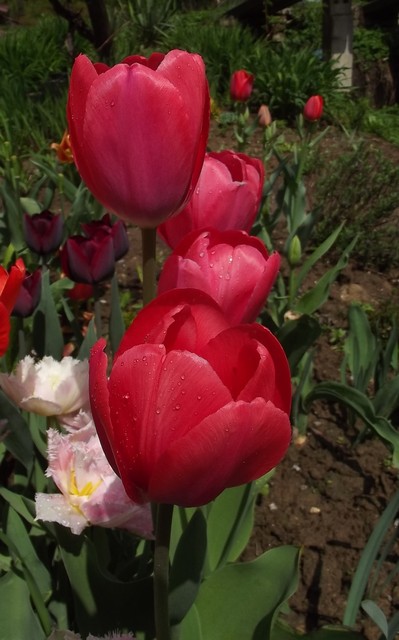 Malinowe tulipany... zakochałam sie w ich kolorze......